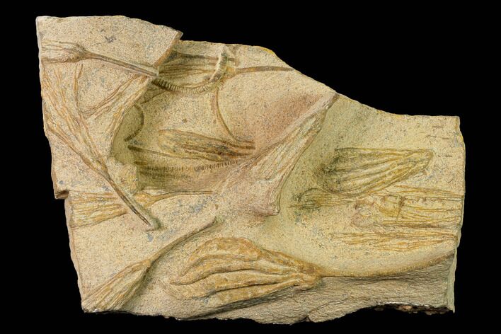 Plate Of Ordovician Crinoid Fossils - Marzane, Morocco #171270